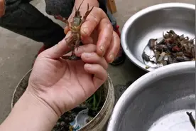 湖北龙虾已经上市了，今天教大家怎么处理龙虾。视频封面