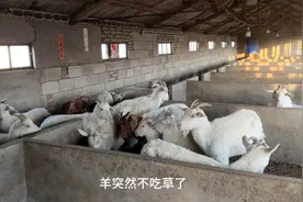 羊突然不吃草了，只需一针见效