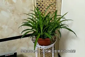 家里养吊兰，这3个地方不能放，快看看你家放了吗视频封面
