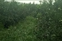 让大家看看我今年的粑粑柑吧！视频封面