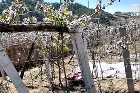 受倒春寒影响山东淄博，博山区池上镇猕猴桃大面积受灾！视频封面