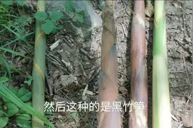 在野外拔毛竹笋有一些是不能吃的，小伙教大家哪些竹笋是可以吃的视频封面