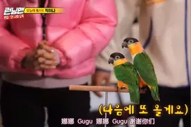 Running Man：第一次看到有嘉宾带着鹦鹉来开场的。视频封面