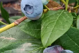 蓝莓苗新品种 一起见证智利都克蓝莓苗表现如何视频封面