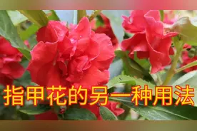 指甲花一捣一包轻松搞定空指甲，这种做法最管用！视频封面