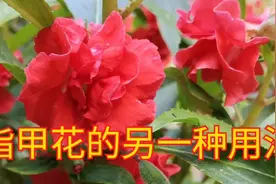 指甲花一捣一包轻松搞定空指甲，这种做法最管用！视频封面