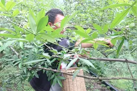 云南满泽花椒 麻椒昭通炎山产地2019年8月视频封面