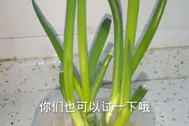 水培种葱原来这么简单，7天快速长20公分，学会不用买葱吃了视频封面
