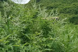 广西路边黄荊树，现在人对它视而不见，为啥老一辈人却如获至宝视频封面