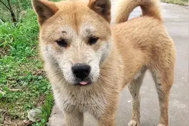 狗鼻里有蚂蟥 有没有什么药物能引出来视频封面