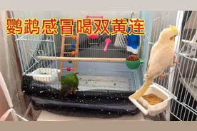 新手养鸟、中药也治鸟感冒的、大家可以放心用、