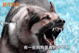 狗狗会“背叛”主人的4个征兆，只要出现，则需要好好管教管教！视频封面