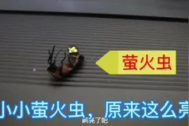 山东济宁，农村大哥找童年趣事，抓萤火虫玩，你见过萤火虫吗视频封面
