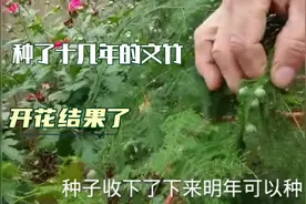 十几年的文竹今年开花结果了！明年可以用种子种新文竹了，开心！视频封面