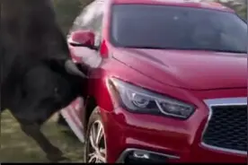 穿着红色衣服开着红色的车，遇到了发狂的公牛，小伙内心是崩溃的