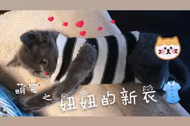 只需3刀，主人旧衣物改造成小猫咪的新衣，赶快学起来！