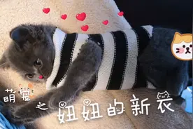 只需3刀，主人旧衣物改造成小猫咪的新衣，赶快学起来！