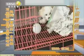 写完的暑假作业被狗啃烂 妈妈：重新买一本再做视频封面