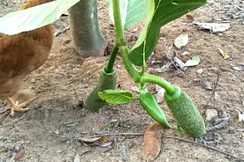 种植两年挂果的马来西亚一号四季菠萝蜜，为什么到了大陆才结两季视频封面