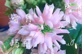 新购入的套组，风花雪月、玛丽女王，原来长寿花也可以这么美！视频封面