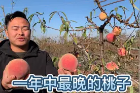 这种桃子采摘到12月，一亩地产量5000到7000斤，都叫它雪桃