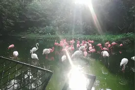 这个鸟居然不飞走，一直在这个湖视频封面