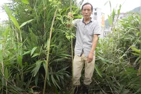 野蔷薇适应能力强，今年春天随手把它扦插在荒地，没管护也能成活视频封面