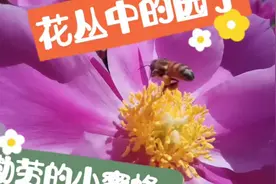蜜蜂就是采花大盗，近距离拍摄它们是如何采集花粉，万物皆有灵性视频封面
