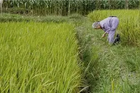 80岁老人在拔农村常见旳“黄花草”，问了才知有这用处，长见识了