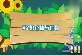 XY染色体与性别视频封面