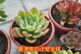 全网都在说漂亮的金辉你入手了吗？进来看看我的金辉漂亮不？