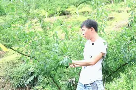 李树管理：李树夏季修剪可以吗，修剪到底能不能促进花芽分化。