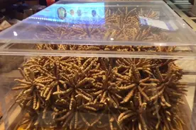 看看西南成都市场虫草生意怎么做的，猜猜看那带土的统货多少一根视频封面