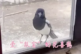 喜鹊每天“敲门”