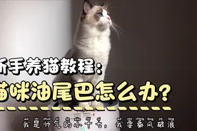 猫咪油尾巴我该怎么办？视频封面