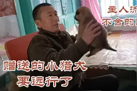 东北一窝14只小猎犬开始赠送，将送往远方，狗主人流下难舍眼泪视频封面
