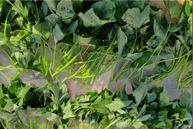 农村嫂子这样晒红薯叶子干，比新鲜的红薯叶更好吃，大家吃过吗？