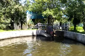 西安秦岭野生动物园的河马视频封面