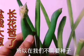 盆栽大葱长花苞了，想要继续食用，一定要多加这一步视频封面