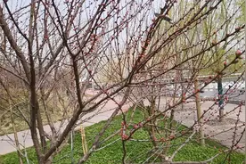 榆叶梅流胶病是如何造成的？视频封面