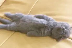 猫咪的日常睡觉到底有多可怕？喵：别烦我，我白天就想睡个觉！