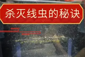 杀灭观赏鱼孔雀鱼体外寄生虫的绝招，灭线虫比肠虫清还便宜好用视频封面