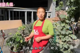 燕子给粉丝们亲自验证，辣椒水到底杀蚜虫效果怎样？视频封面