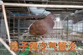 鸽子呼吸道发出声音，得了支气管炎，这样治疗好得快视频封面