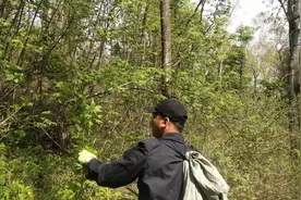 小伙去采野菜，这个野菜蘸酱吃，真是太好吃了，小伙吃了三碗米饭