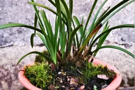 种植兰花时老苗要不要修剪？这样才能发苗更壮视频封面