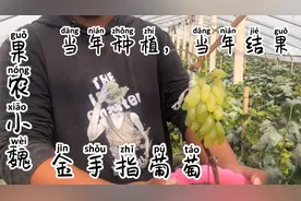 当年种植的葡萄小苗，竟然都结果了视频封面