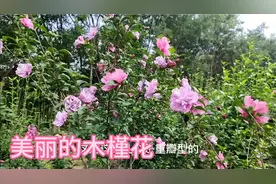 8月份开花最盛的木槿花，花多花古朵也很多