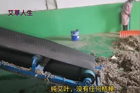 应大家要求，带大家看一下艾绒全程详细加工过程，百分百纯艾3年