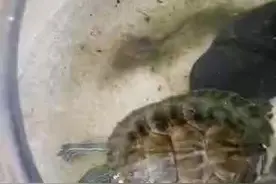这只大蝌蚪肚子里有好多。。。。。视频封面